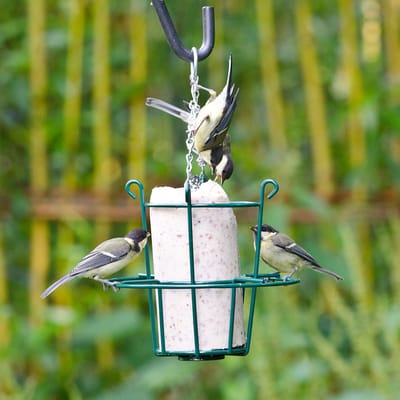 CJ Wildlife - Pindacakehouder - Groen - Metaal - Vogelvoederplek