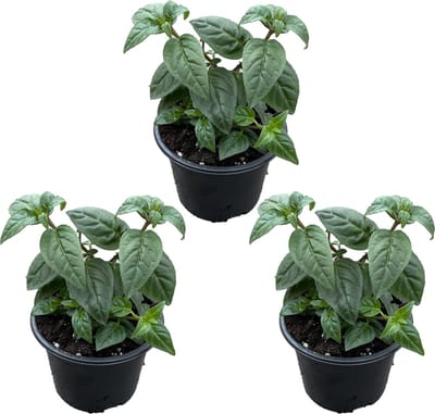 Bloomique - Set van 3 - Fuchsia Delta Sarah - Bellenplant - Tuinplanten - Winterhard - Hoogte 15-25 cm - Pot 10,5 cm