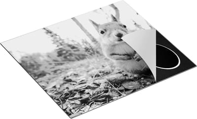 Chefcare Inductie Beschermer Eekhoorn in het Bos tijdens de Herfst - Zwart Wit - 60x50 cm - Afdekplaat Inductie - Kookplaat Beschermer - Inductie Mat