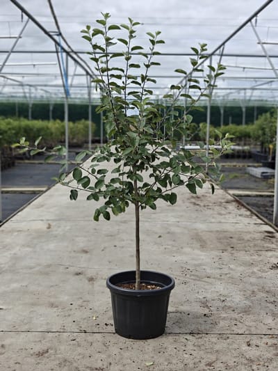 Malus domestica - Oude Appelboom 'Jonagold' - Onderstam M111 - 45L pot - ca. 1.8m