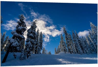 Dibond - Blauwe Lucht met Besneeuwde Bomen - 120x80cm Foto op Aluminium (Met Ophangsysteem)