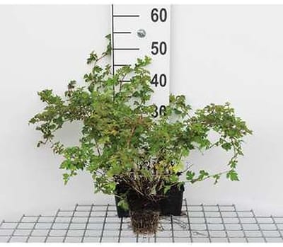 12x Kleine Kransspirea , Dwerg Kransspirea - Stephanandra inc. 'Crispa' | 9x9 cm pot