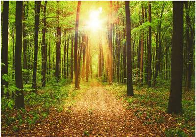 Fotobehangkoning - Behang - Vliesbehang - Fotobehang Zon in het Bos - Mirror of Nature  - 300 x 210 cm