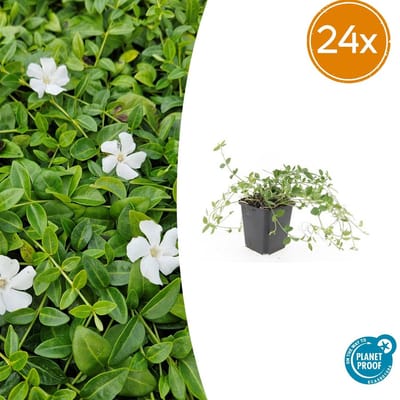 Trendyplants - Vinca minor 'Gertrude Jekyll' - 24 stuks - Maagdenpalm - Winterhard - Hoogte 10-30 cm - Potmaat Ø9cm
