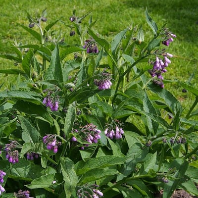 Smeerwortel (Symphytum grandiflorum) - - Vaste planten - Bijen-Vlinders - bloeit in Mei / Juni
