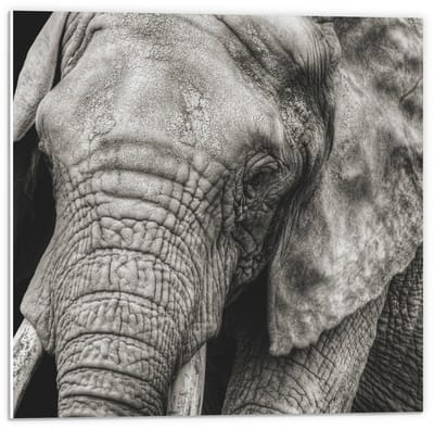 Forex - Hoofd van Olifant Zwart - Wit - 50x50cm Foto op Forex