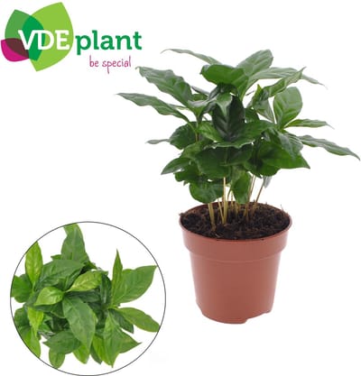 Plantenboetiek.nl | Coffea Arabica - Ø12cm - 30cm hoog - Kamerplant - Groenblijvend