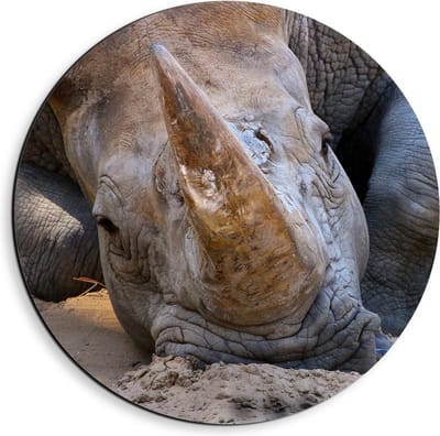 Dibond Wandcirkel - Hoofd van Liggende Neushoorn  - 40x40cm Foto op Aluminium Wandcirkel (met ophangsysteem)