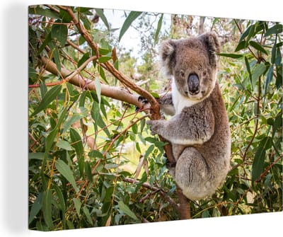 Canvas Schilderij Koala - Boom - Bladeren - Kinderen - Jongens - Meiden - 30x20 cm - Wanddecoratie