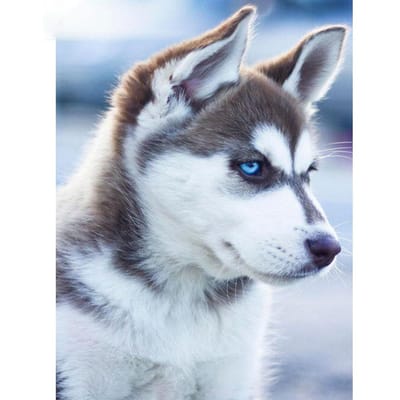 5D DIY ronde diamant schilderij dier Husky hond kruissteek diamant borduurwerk 40X50CM