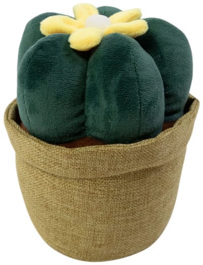 deurstopper plant cactus h23