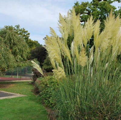 8 x Pampasgras Wit XL - Hoog Siergras - Cortaderia selloana in C2(liter) pot met hoogte 10 - 40cm