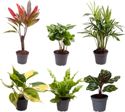 Plantenboetiek.nl | Baby Plantjes Verrassingsbox | 6 stuks - Ø6cm - 12cm hoog - Kamerplant - Groenblijvend - Multideal