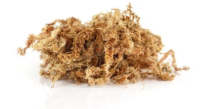 Premium Chileens Sphagnum Mos - 250g - 100% Natuurlijk Veenmos - Ideaal Substraat voor Terrarium, Orchideeën & Vleesetende Planten
