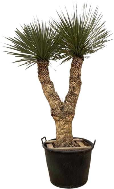 Green Harmony - Yucca Rostrata Hidra - 200 cm - ø60