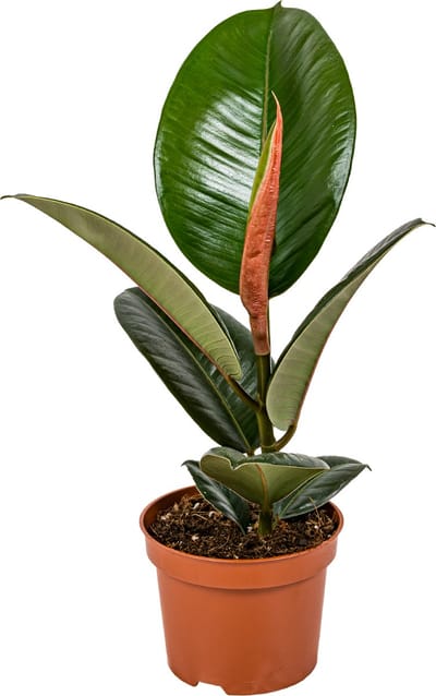 Bloomique - Ficus Elastica Robusta - Rubberboom - Rubberplant - Kamerplanten - Luchtzuiverend - Zeer Gemakkelijk te Verzorgen - Hoogte 30-40 cm - Pot 12 cm