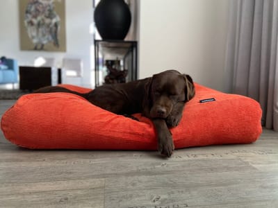 Dog's Companion Hondenkussen / Hondenbed - XS - 55 x 45 cm - Oranje Ribcord