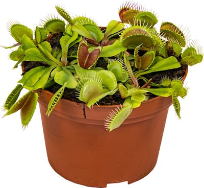 Bloomique - Dionaea Muscipula - Venus Vliegenval - Venusvliegenvanger - Vleestende Plant - Kamerplanten - Hoogte 10-15 cm - Pot 12 cm