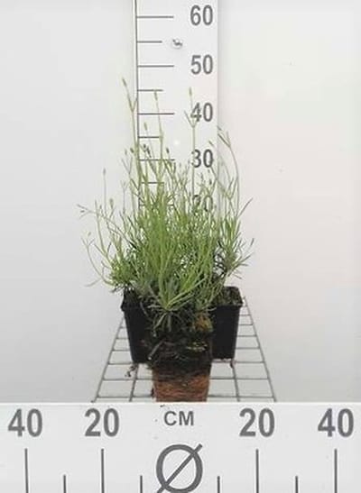 6x Lavandel - Lavandula int. 'Grosso' | 9x9 cm pot