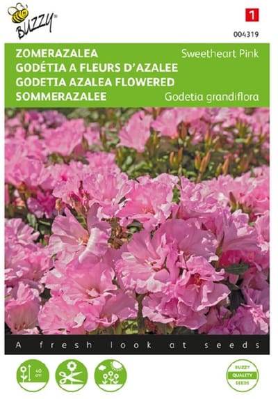 2 stuks Godetia, Zomer Azalea Sweetheart Pink