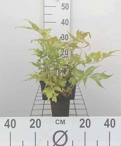 6x Ijzervaren - Cyrtomium falcatum (polystichum falc.) | 9x9 cm pot