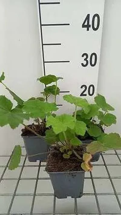 6x Purperklokje - Heuchera villosa var. macrorrhiza | 9x9 cm pot