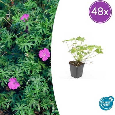 Trendyplants - Geranium 'Tiny Monster' - 48 stuks - Ooievaarsbek - Winterhard - Hoogte 10-30 cm - Potmaat Ø9cm