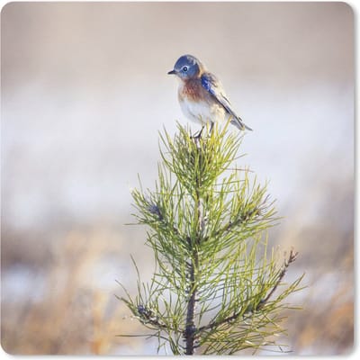 Muismat Vogels in de boom - Vogel op een tak van een boom muismat rubber - 23x19 cm - Muismat met foto