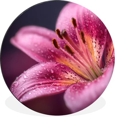 WallCircle - Wandcirkel - Muurcirkel - Roze - lelie - Dauwdruppels - Aluminium - Dibond - 30x30 cm - Binnen en Buiten