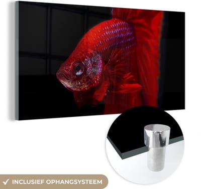 MuchoWow® Glasschilderij 40x20 cm - Schilderij acrylglas - Vis - Dieren - Rood - Foto op glas - Schilderijen