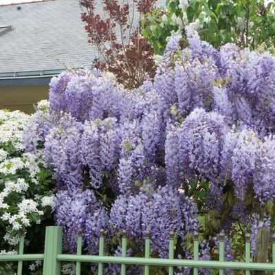 12 x Blauwe Regen Prolific Paars|Lila - Winterharde Bloeiende Klimplant - Wisteria sinensis 'Prolific' in C2.5 liter pot met hoogte 50-60cm