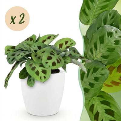 Green boutiQ - Kamerplant - Maranta Fascinator Kerchoveana - Zebraplant - Huisdiervriendelijke Plant - Groen - 2 Planten - met Potter Wit - Pot 12cm - Hoogte 25cm