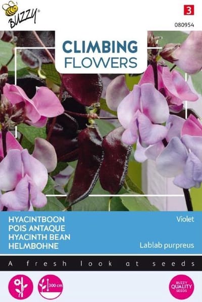 Buzzy® climbing flowers hyacintboon (Lablab purpureus) - Klimplant met paarse bloemen en eetbare peulen