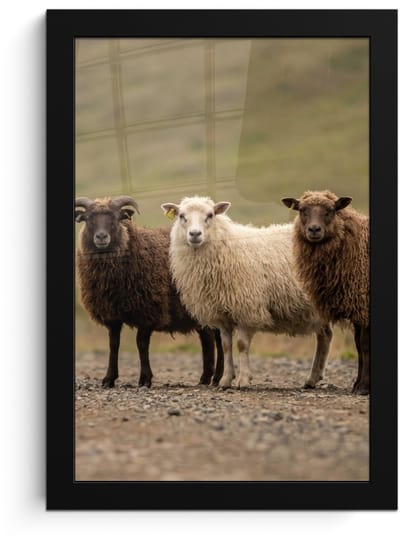 Poster in lijst - Fotolijst 20x30 cm - Posters - Schapen - Bruin - Wit - Grindpad - Posterlijst zwart - Decoratie - Wanddecoratie woonkamer - Muurdecoratie slaapkamer
