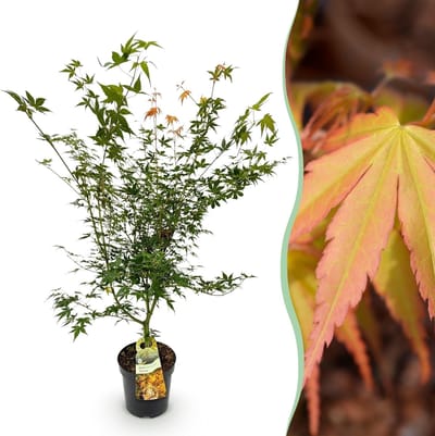 Green boutiQ - Tuinplant - Acer palmatum Katsura - Japanse Esdoorn - Bladverliezend - Groen - 1 - Pot 26cm - Hoogte 90cm