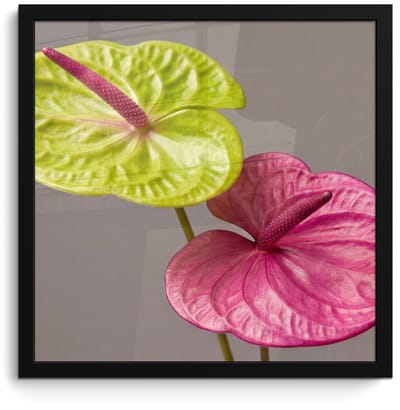 Poster in lijst - Fotolijst 40x40 cm - Posters - Planten - Anthurium - Groen - Roze - Posterlijst zwart - Decoratie - Wanddecoratie woonkamer - Muurdecoratie slaapkamer