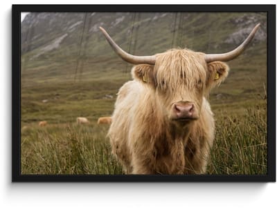 Poster in lijst - Fotolijst 60x40 cm - Posters - Schotse hooglander - Bergen - Grasveld - Posterlijst zwart - Decoratie - Wanddecoratie woonkamer - Muurdecoratie slaapkamer