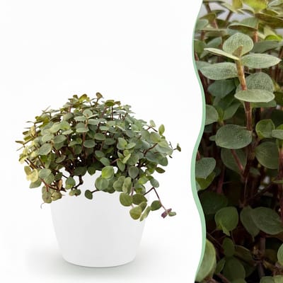 Plantenboetiek.nl | Calissia repens - Kattengras - Huisdiervriendelijk - Groen - met Potter Wit - Ø12cm - 17-20cm hoog - Kamerplant - Arrangement - Plant met pot