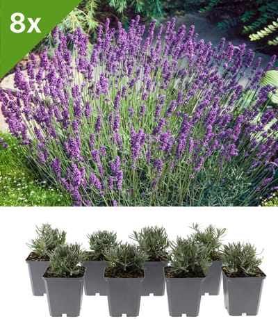 GARDENZO - Lavandula angustifolia 'Hidcote' (Lavendel) set van 8 voor 1 m2