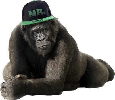 Muursticker Gorilla