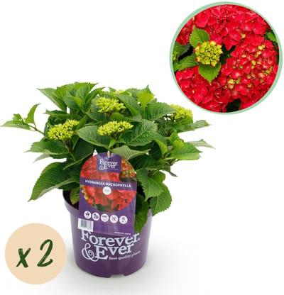 Plantenboetiek.nl | Hortensia - Hydrangea Forever & Ever - Rood - 7-12 Bloemen - 2 Planten - Ø23cm - 40-55cm hoog - Tuinplant