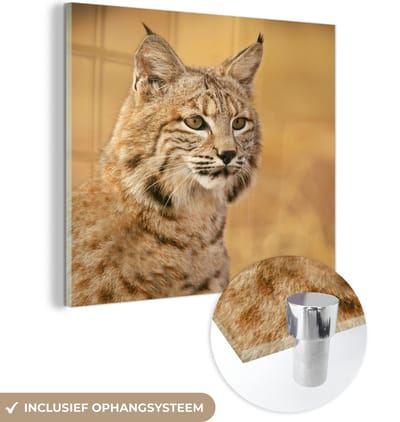 MuchoWow® Glasschilderij 50x50 cm - Schilderij acrylglas - Lynx - Bruin - Gras - Foto op glas - Schilderijen