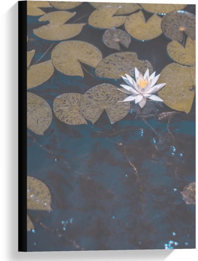 Canvas  - Waterlelies - 40x60cm Foto op Canvas Schilderij (Wanddecoratie op Canvas)