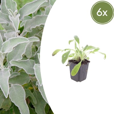 Tuinplantenshop.com | Stachys byzantina | 6 stuks - Ø9cm - 10-25cm hoog - Tuinplant