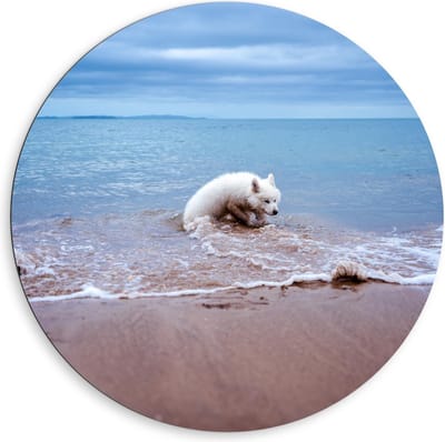 Dibond Wandcirkel - Witte Hond in de Zee - 80x80cm Foto op Aluminium Wandcirkel (met ophangsysteem)