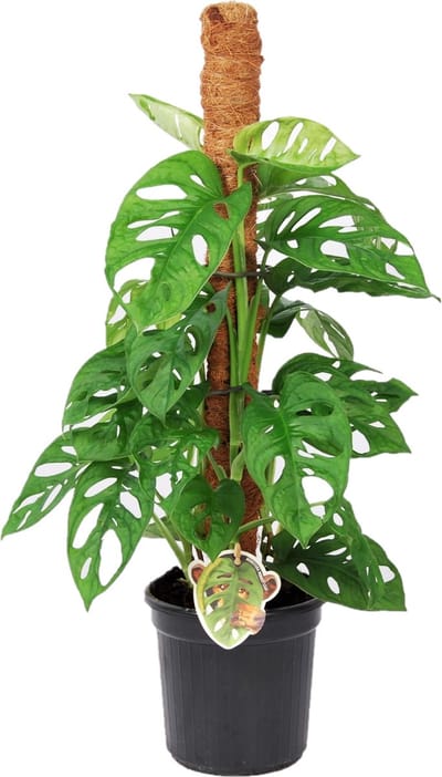 Plant in a Box - Monstera Monkey Mask - Mosstok - Rimpelgatenplant - Groene kamerplant - Pot 16cm - Hoogte 60-70cm
