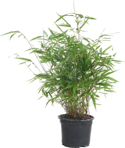 Bloomique - Fargesia Rufa - Bamboe Plant - Niet woekerend - Winterhard - Groenblijvend - Tuinplanten - Hoogte 40-60 cm - Pot 17 cm