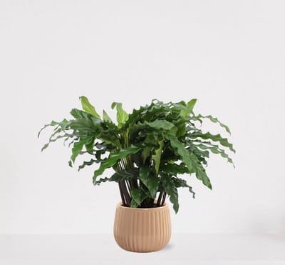 Calathea Blue Grass in sierpot Livia Vanille – luchtzuiverende kamerplant – pauwenplant – living plant - 50-65cm - Ø15 – geleverd met plantenpot – vers uit de kwekerij