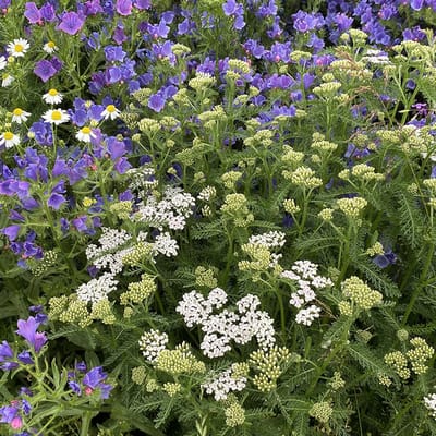 Gothic - Veldbloemen Zaden Wilde Bloemen - 25 gram - 16 vierkante meter - Meerjarig