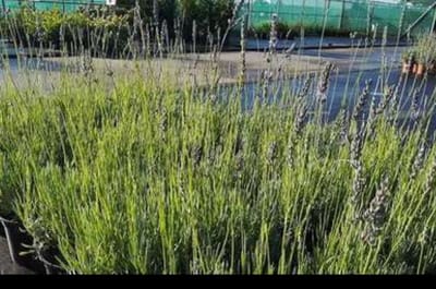 2 x Lavandula int. 'Dutch' - Lavendel In pot 1.5 liter